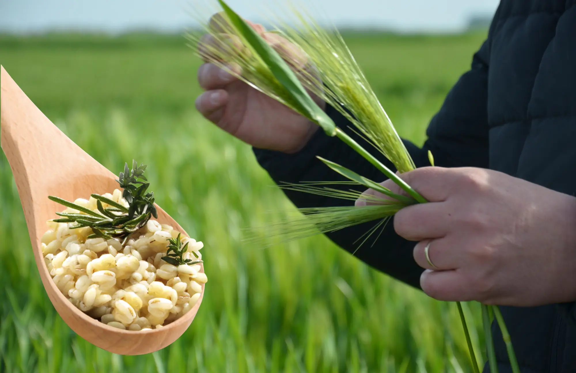 Holzlöffel mit Gerstoni vor grünem Gerstenfeld mitGerstenähre in Männderhänden